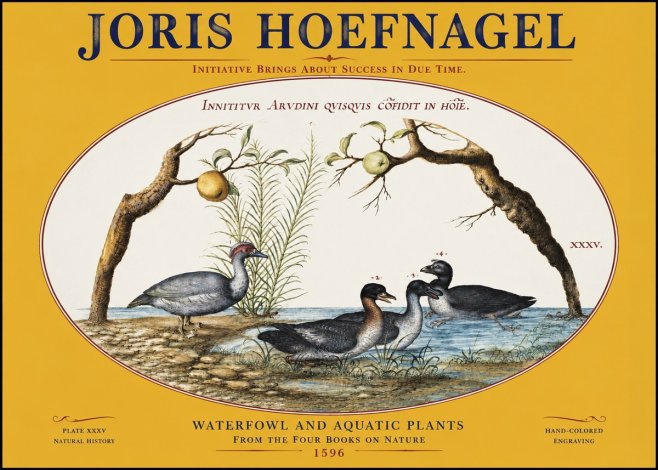 Joris Hoefnagel Waterfowl and Aquatic Plants No3 - Plakat