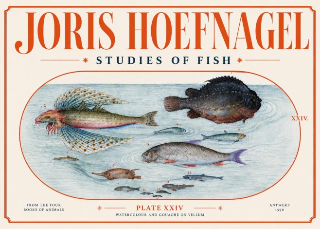 Joris Hoefnagel Studies of Fish II No4 - Plakat