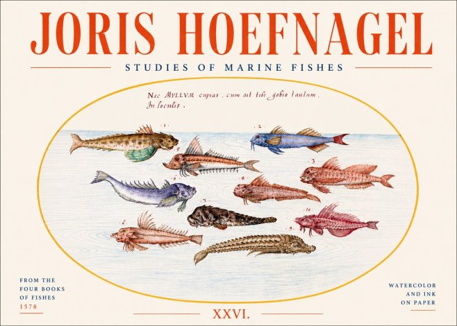 Joris Hoefnagel Studies of Marine Fishes No4 - Plakat