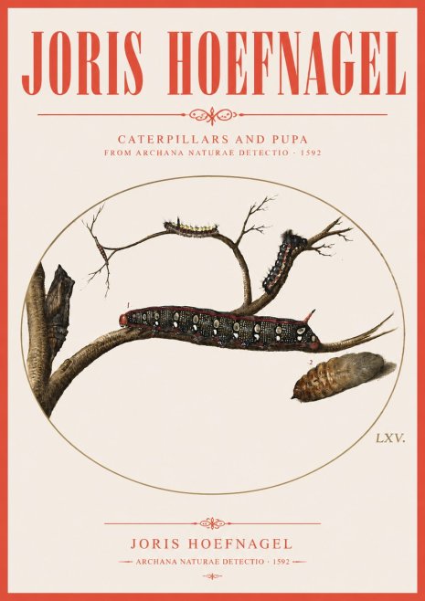 Joris Hoefnagel Caterpillars and Pupa No3 - Plakat