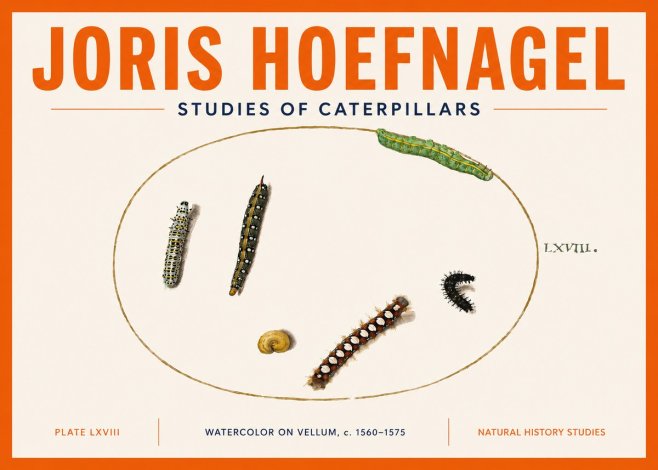 Joris Hoefnagel Studies of Caterpillars No5 - Plakat