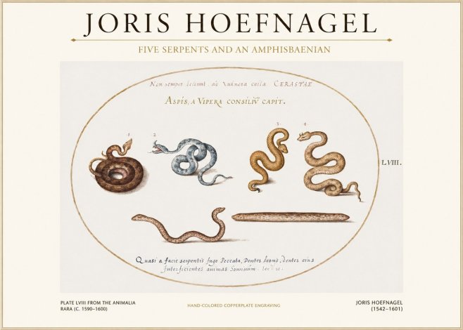 Joris Hoefnagel Five Serpents and an Amphisbaenian No1 - Plakat