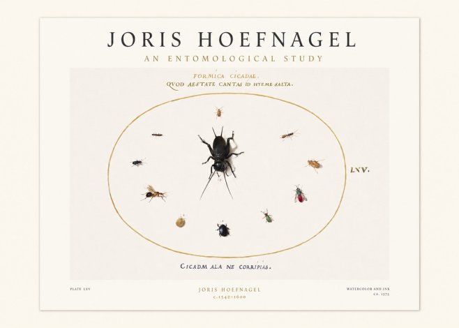 Joris Hoefnagel Formica Cicadae No1 - Plakat