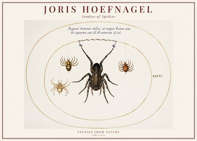 Joris Hoefnagel Study of Spiders No6 - Plakat