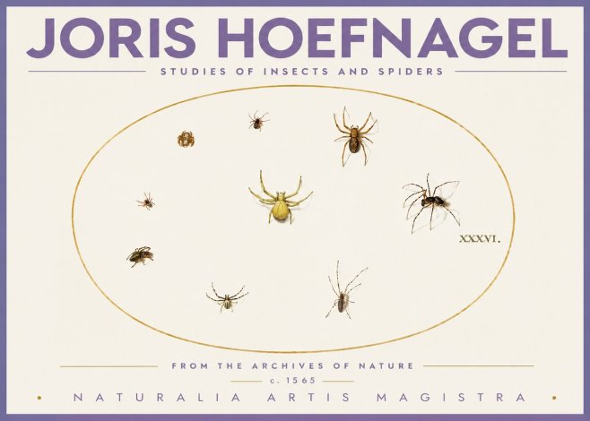 Joris Hoefnagel Studies of Insects and Spiders No4 - Plakat