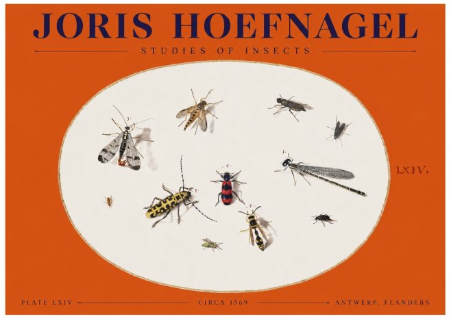 Joris Hoefnagel Studies of Insects - Plate Lxiv No2 - Plakat