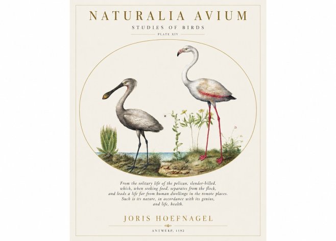 Joris Hoefnagel The Solitary Sanctuary of the Spoonbill and the Flamingo No2 - Plakat