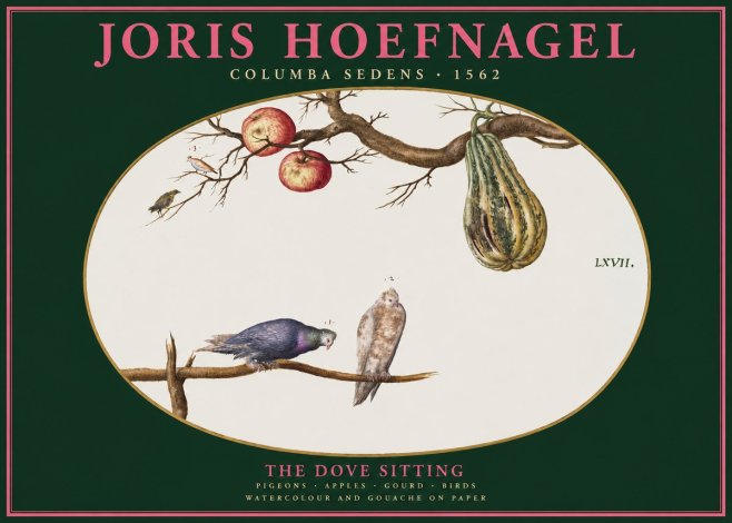 Joris Hoefnagel Pigeons Sitting. No3 - Plakat