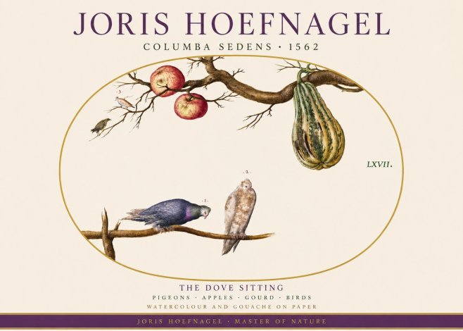 Joris Hoefnagel Pigeons Sitting. No4 - Plakat