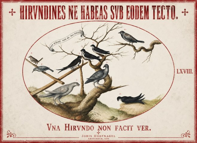Joris Hoefnagel Birds Study No3 - Plakat
