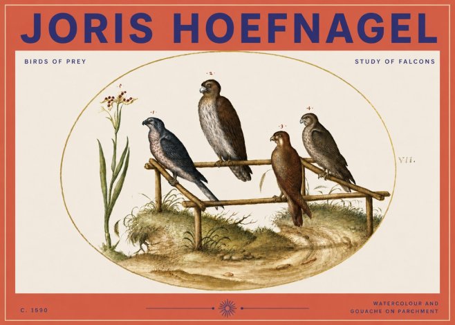 Joris Hoefnagel Study of Falcons No3 - Plakat