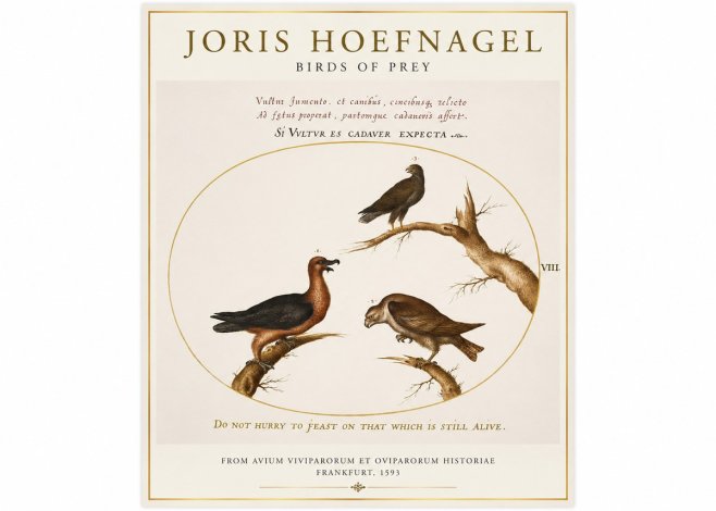 Joris Hoefnagel Birds of Prey No1 - Plakat