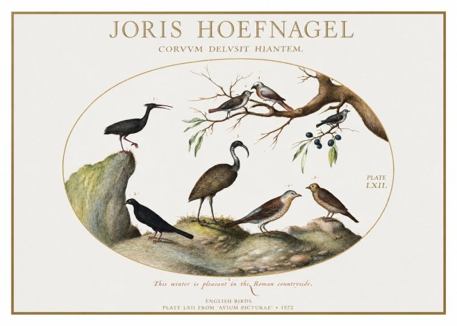Joris Hoefnagel English Birds Plate Lxii No1 - Plakat