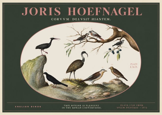 Joris Hoefnagel English Birds Plate Lxii No2 - Plakat