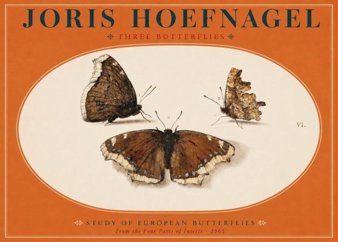 Joris Hoefnagel Three Butterflies I No2 - Plakat