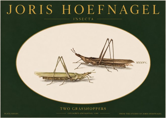 Joris Hoefnagel Two Grasshoppers No2 - Plakat
