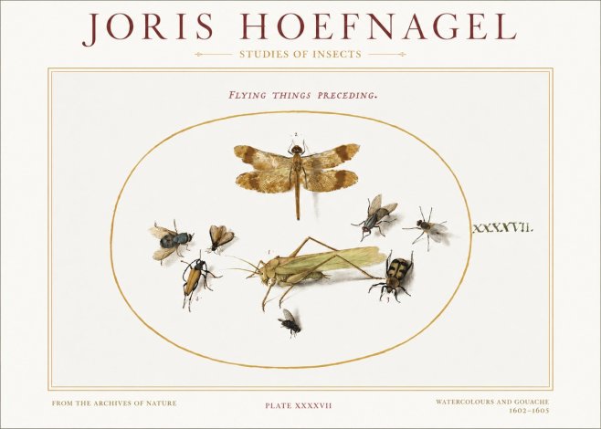 Joris Hoefnagel Flying Things Preceding. No1 - Plakat