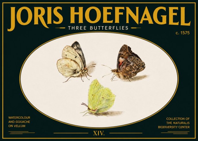 Joris Hoefnagel Three Butterflies II No5 - Plakat