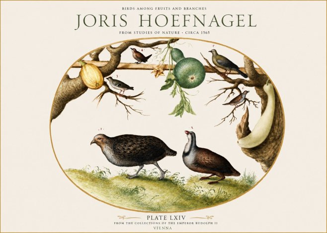 Joris Hoefnagel Birds Among Fruits and Branches No1 - Plakat