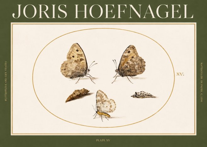 Joris Hoefnagel Butterflies and Life Stages - Plate Xv No2 - Plakat