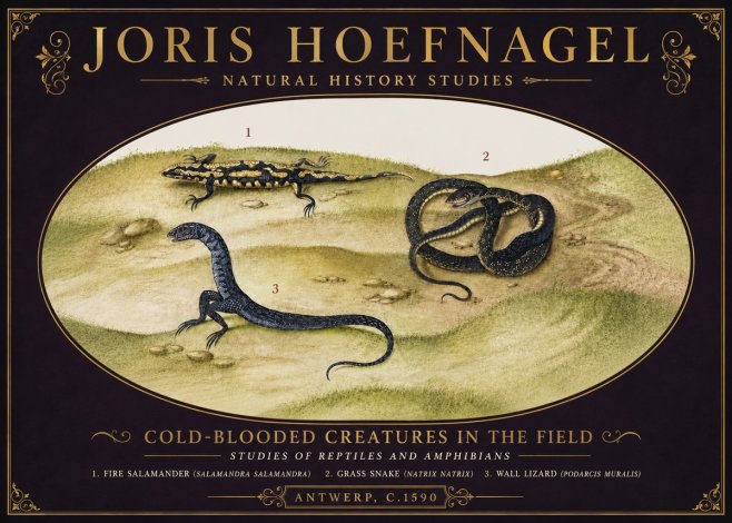 Joris Hoefnagel Cold-blooded Creatures in the Field No6 - Plakat