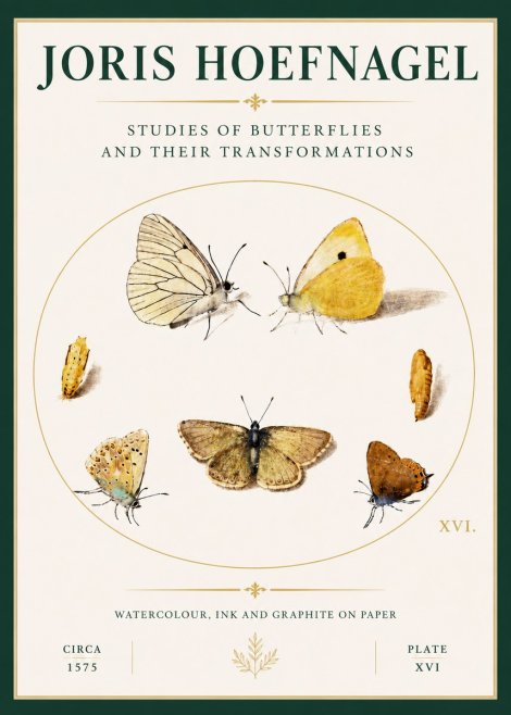 Joris Hoefnagel Studies of Butterflies and Their Transformations No4 - Plakat
