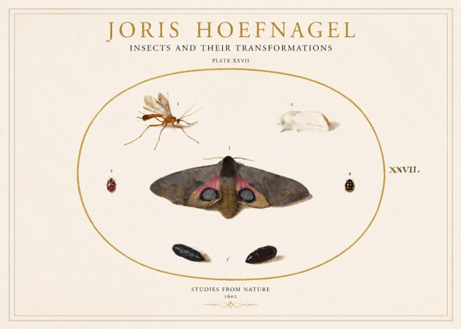 Joris Hoefnagel Insects and Their Transformations - Plate Xxvii No1 - Plakat
