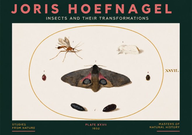 Joris Hoefnagel Insects and Their Transformations - Plate Xxvii No3 - Plakat