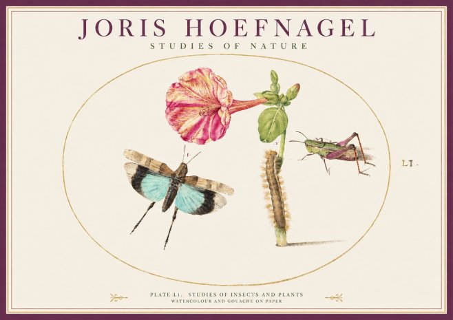 Joris Hoefnagel Plate L1. Studies of Insects and Plants No1 - Plakat