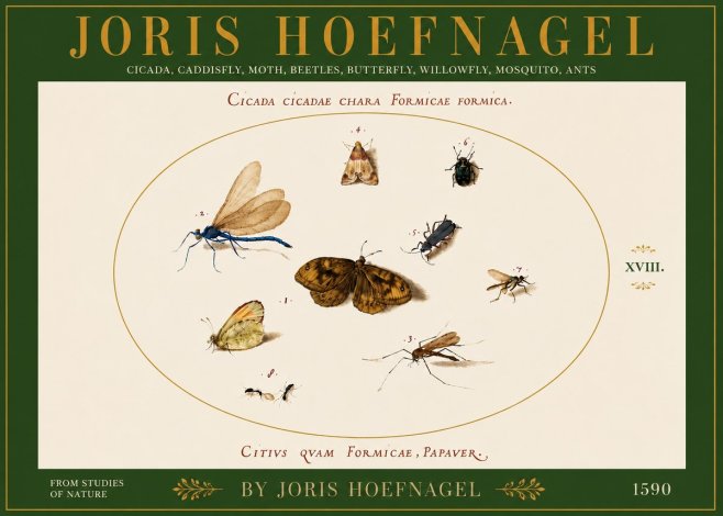 Joris Hoefnagel Cicada Cicadae Chara Formicae Formica. No6 - Plakat