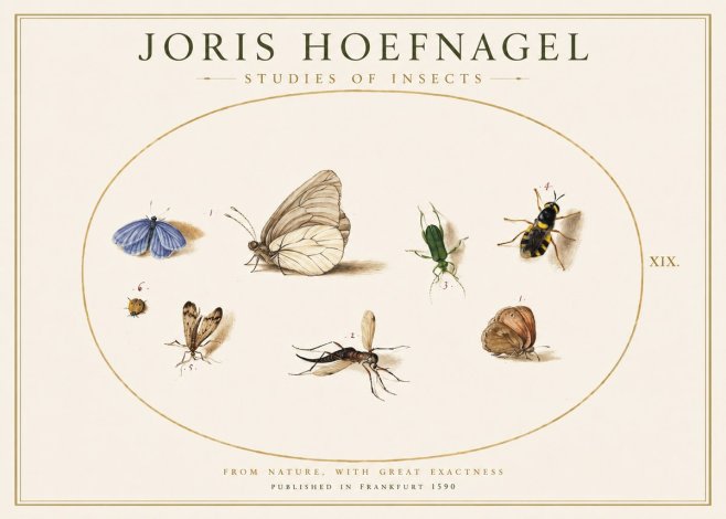 Joris Hoefnagel Studies of Insects V No1 - Plakat