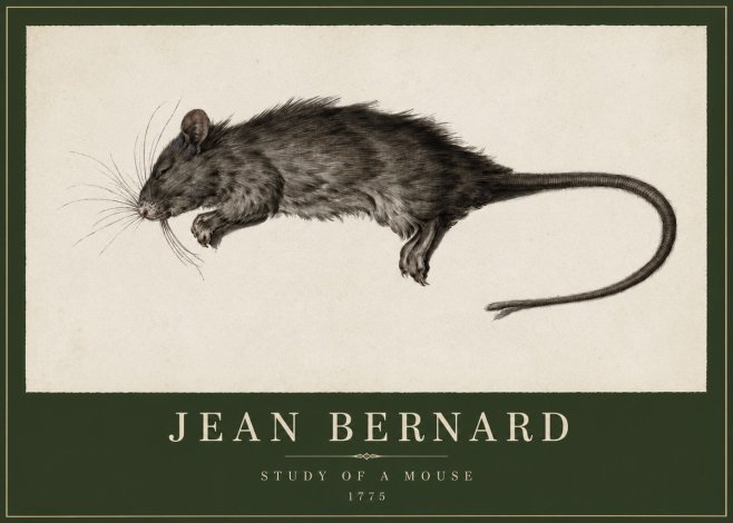 Jean Bernard Study of a Mouse II No2 - Plakat