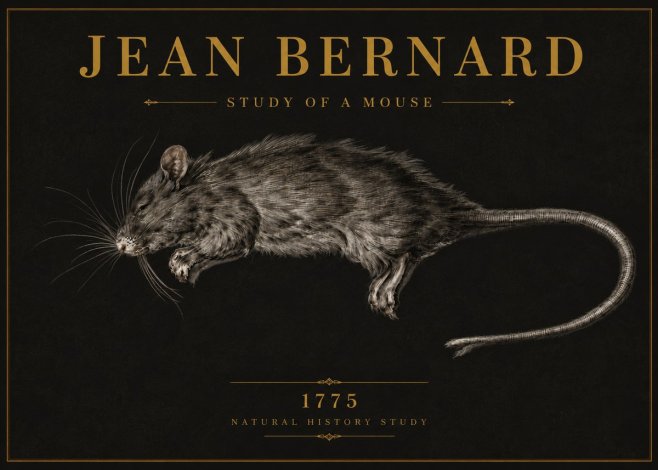 Jean Bernard Study of a Mouse II No6 - Plakat