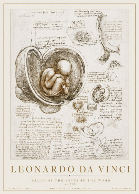 Leonardo da Vinci Studies of the Fetus in the Womb No3 - Plakat