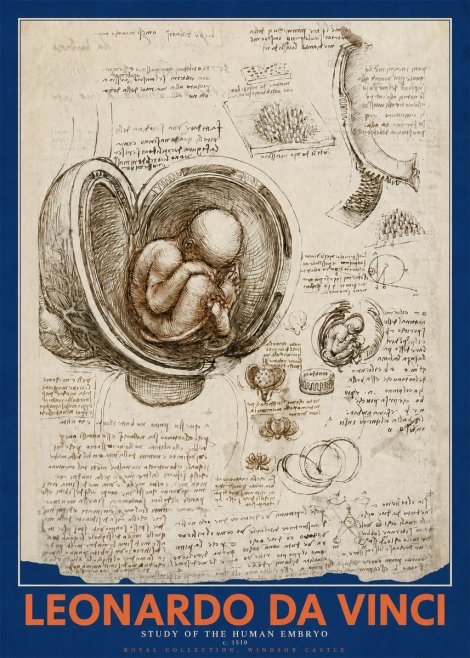 Leonardo da Vinci Studies of the Fetus in the Womb No5 - Plakat