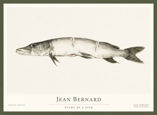 Jean Bernard Study of a Fish II No1 - Plakat