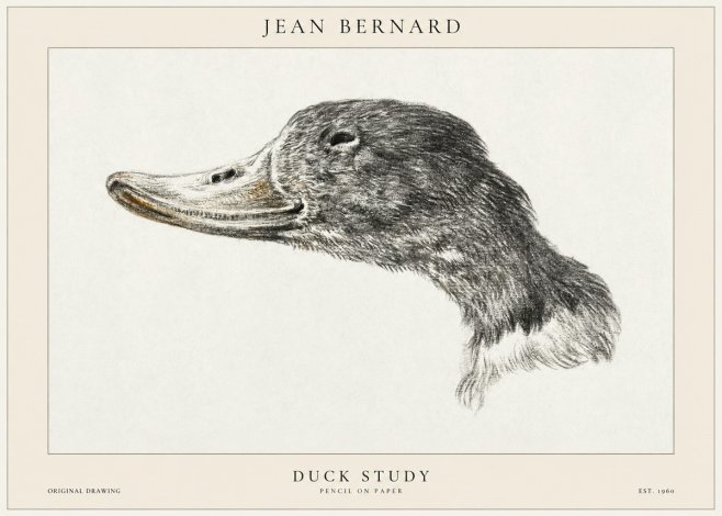 Jean Bernard Study of a Duck No2 - Plakat