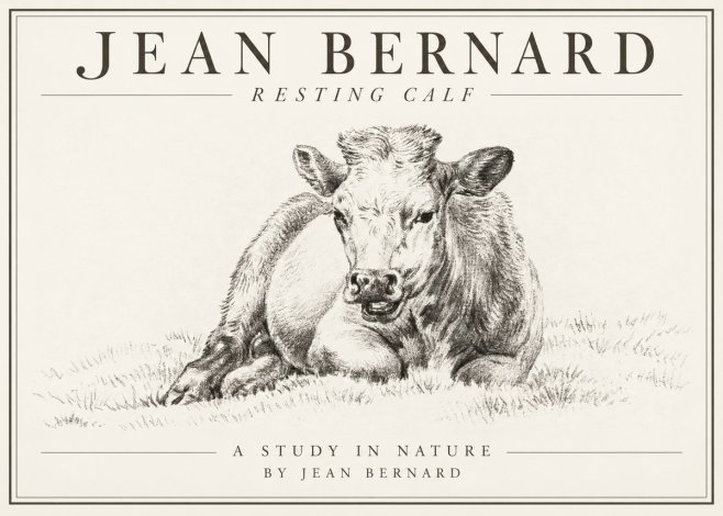 Jean Bernard Resting Calf I No1 - Plakat