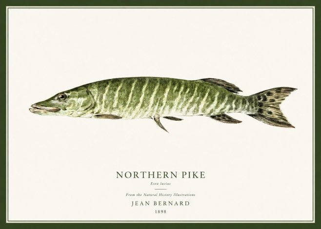 Jean Bernard Northern Pike No1 - Plakat