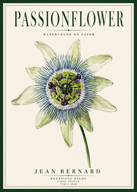 Jean Bernard Passionflower No5 - Plakat