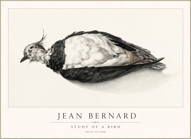 Jean Bernard Study of a Bird II No2 - Plakat