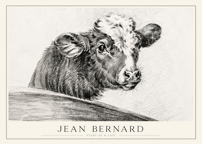 Jean Bernard Study of a Calf II No1 - Plakat