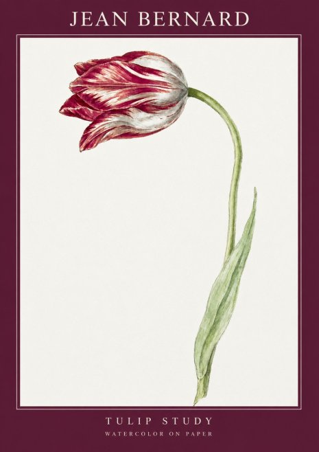 Jean Bernard Tulip Study No2 - Plakat