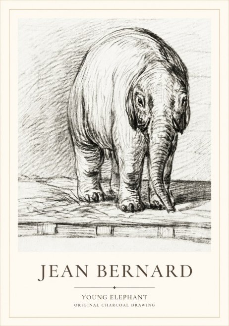 Jean Bernard Young Elephant No1 - Plakat