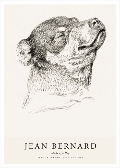 Jean Bernard Study of a Dog III No1 - Plakat