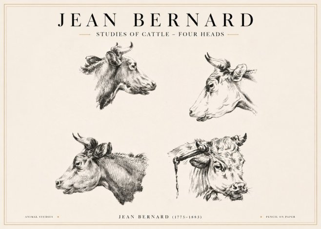 Jean Bernard Studies of Cattle - Four Heads No1 - Plakat