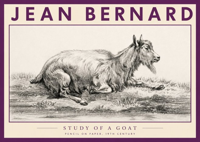 Jean Bernard Study of a Goat V No3 - Plakat