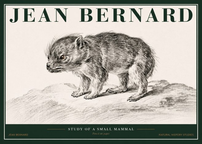 Jean Bernard Study of a Small Mammal No2 - Plakat