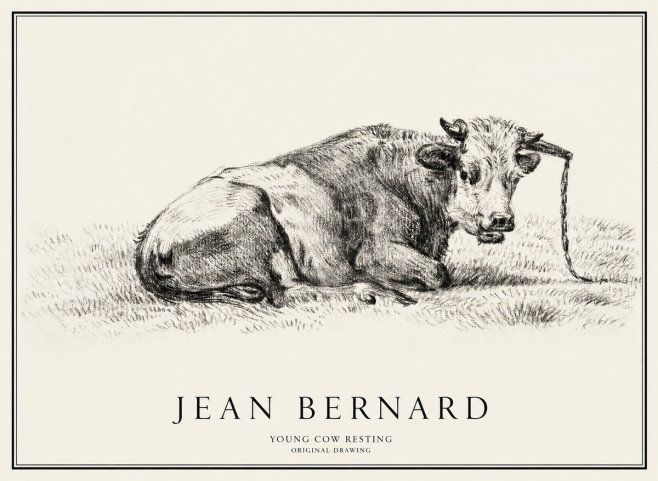 Jean Bernard Young Cow Resting No1 - Plakat