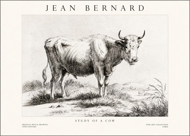 Jean Bernard Study of a Cow XVI No1 - Plakat
